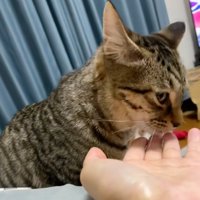 手を舐める猫2