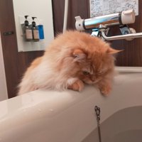 湯船の中を覗く猫