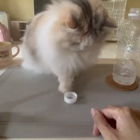蓋を飼い主さんの方に返す猫