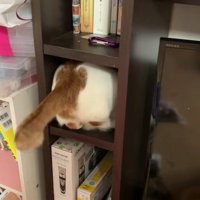 棚に入ろうとしている猫