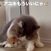 グレー白の猫の脇から顔を出す茶白の猫