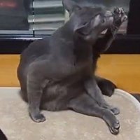足先を舐めるグレーの猫