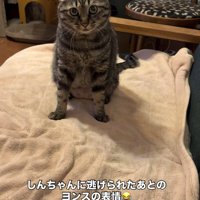 毛布の上にお座りをしているイカ耳のキジトラ
