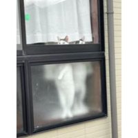 窓際にいる猫