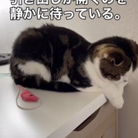 机の上に座る猫