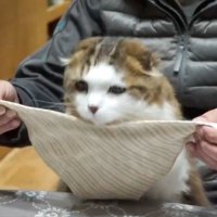 スタイに頭を乗せる猫