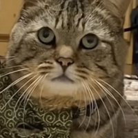 飼い主に叱られるキジトラ猫