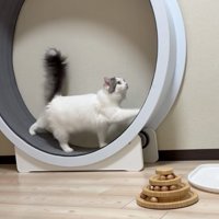 優雅な猫