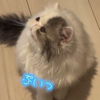 座って横を向く猫