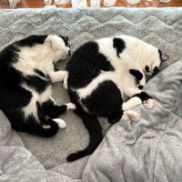 隣に並んで、そっくりなポーズで眠る2匹の猫