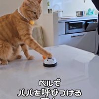 ベルを押す猫