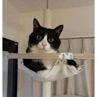 室内にいる猫