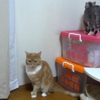 後ろを向くサバトラ