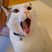アクビをする猫