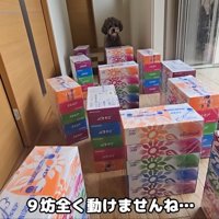 迷路を前に動けないきゅうちゃん