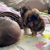 寝ている赤ちゃんと子猫