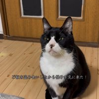 ご飯を盗み食いした猫さん