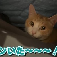 布団の中のロビンくん