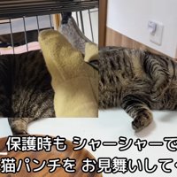 くつろいでいる猫と警戒している猫