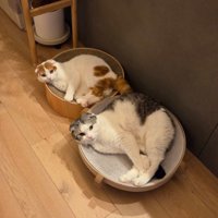 そばに置いてあるクッションの上にそれぞれ乗る2匹の猫