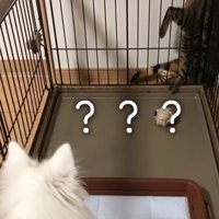 離れた場所から観察する犬