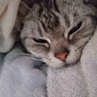 飼い主の布団に入る猫