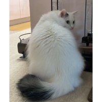 室内にいる猫