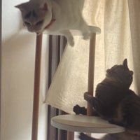 台の上から飛び降りている猫と落ちそうになっている猫