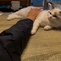 何回も子猫をなでようとチャレンジする飼い主