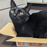 満足げな猫