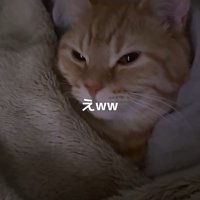 布団に入った猫