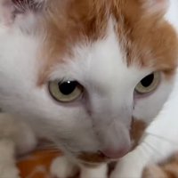 茶白猫の顔のアップ