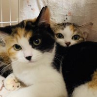 ケージの中で寄り添い合う2匹の三毛猫