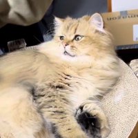 寝そべって左を向いている猫