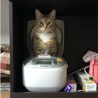 炊飯器の中から猫の上半身が見えている