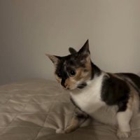 怖がって後ずさる猫