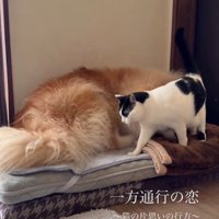犬にすり寄っている猫