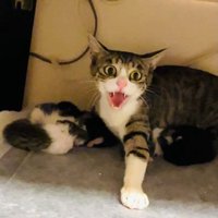 威嚇する成猫
