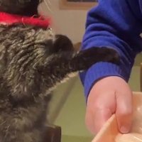 おねだりをする猫