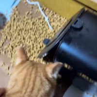 茶白猫をごはんから引き離す飼い主