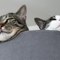 顔を出す2匹の猫