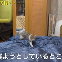 寝ている飼い主の上を歩く子猫