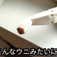 かじられている窓辺のレバー