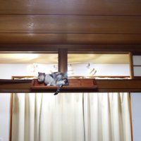 お気に入りの場所を見つけるネコ吉ちゃん