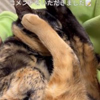 顔に両後ろ足を乗せている猫の上半身アップ