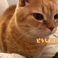 どうしたものか…