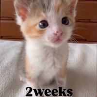 お座りする子猫