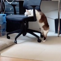 停止する猫