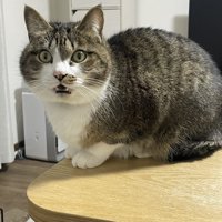 机の上で鳴く猫