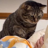 足を見つめる猫